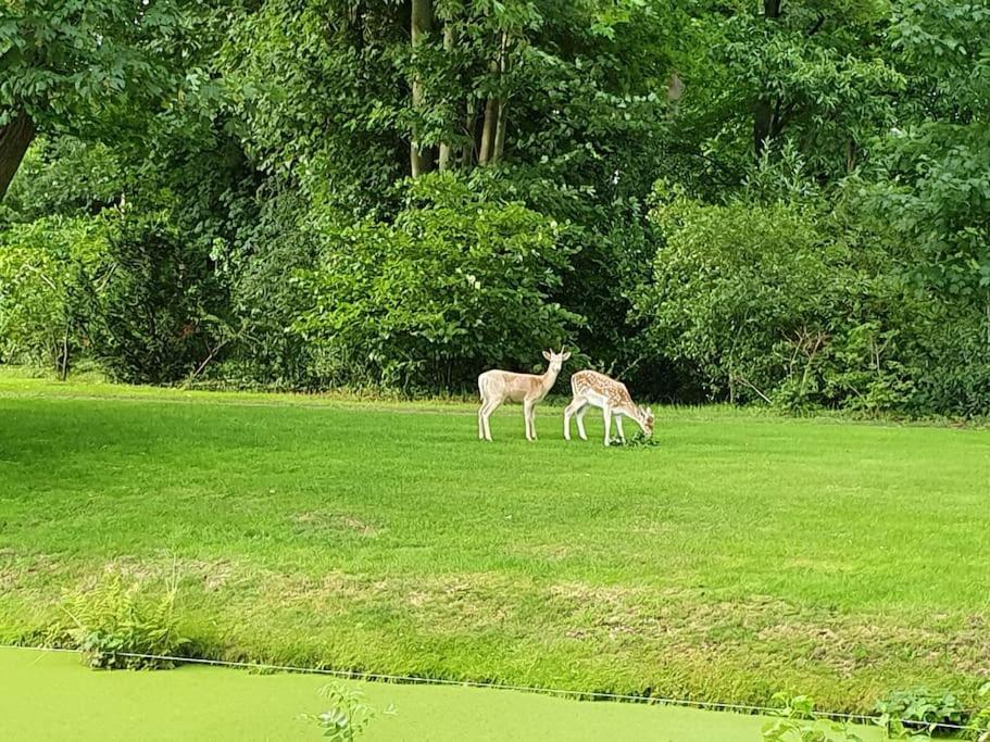 Midden In De Friese Bossen Op Landgoed Princenhof 奥拉涅沃德 外观 照片